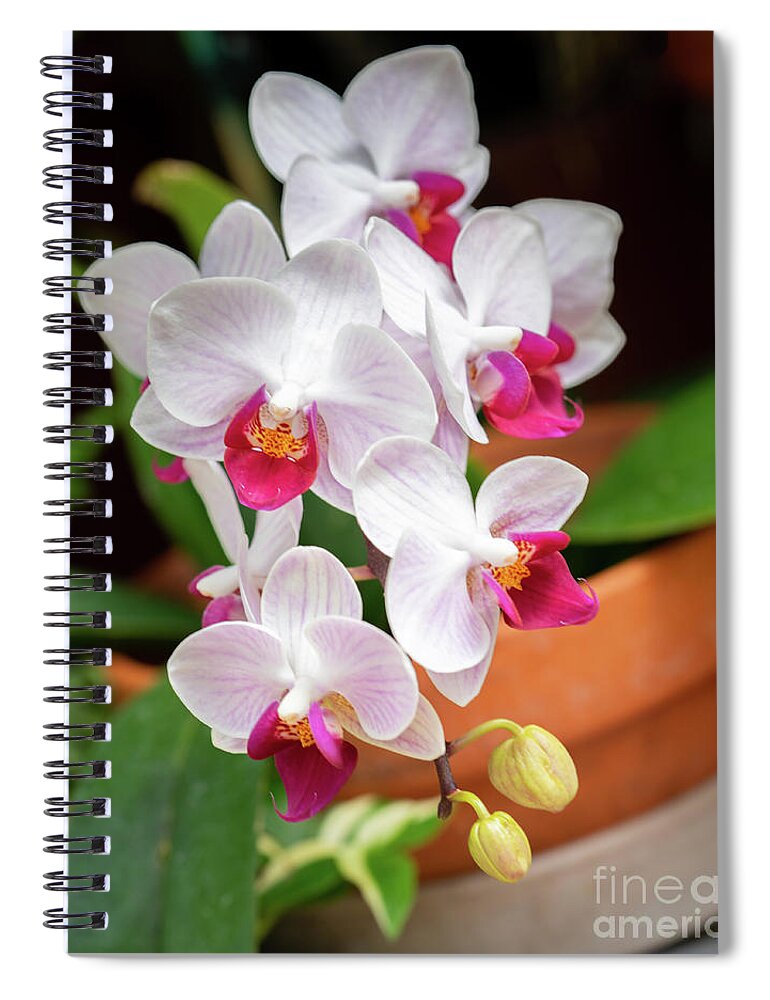Orchids Spiral Notebook featuring the photograph Orchids #2 by Cathy Donohoue