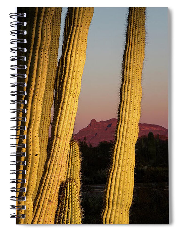 Arizona Spiral Notebook featuring the photograph Organ Pipe Cactus by Joseph Philipson