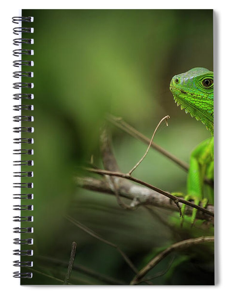 Parque Tayrona Spiral Notebook featuring the photograph Parque Tayrona Magdalena Colombia #2 by Tristan Quevilly