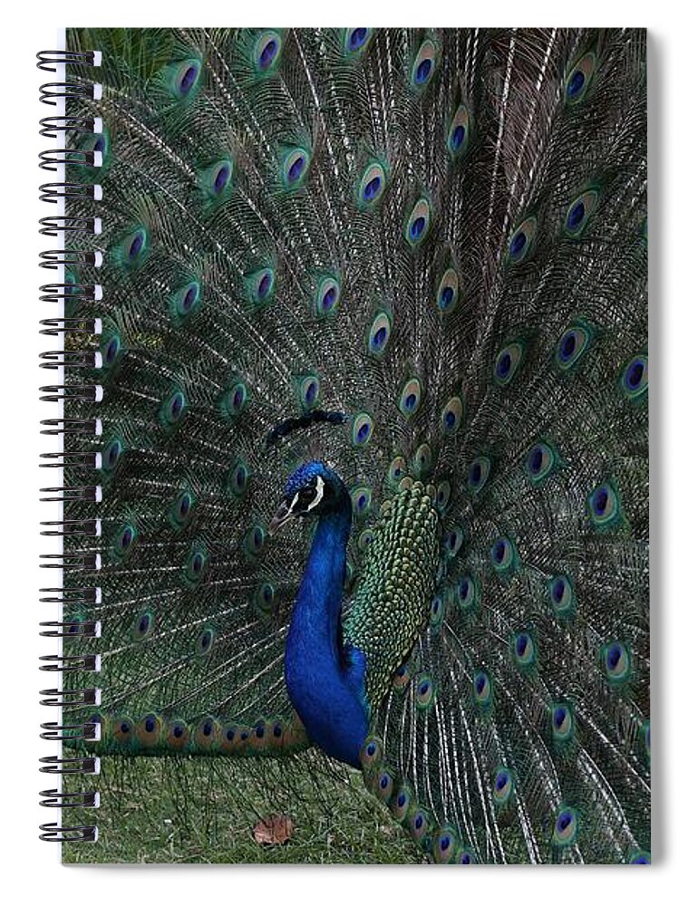 Indian Peafowl Spiral Notebook featuring the photograph Peacock Fanning Tail by Mingming Jiang
