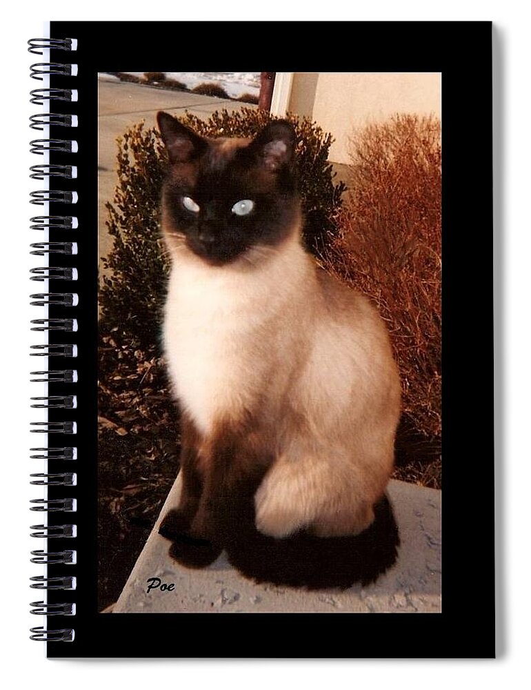Felines Spiral Notebook featuring the photograph Poe by Diane Strain