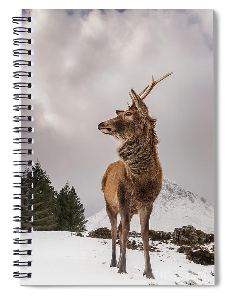 #reddeer #red Deer #scottishhighlands #glencoe #visitscotland # Spiral Notebook featuring the photograph Red Deer Portrait #2 by Keith Thorburn LRPS EFIAP CPAGB