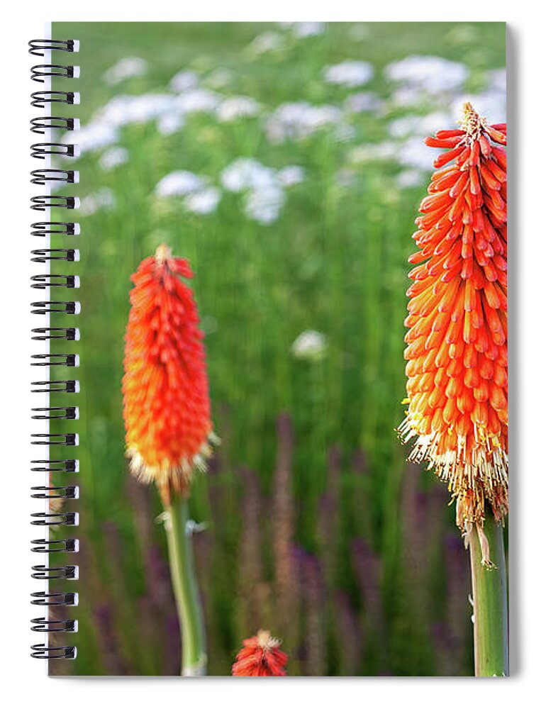 Red-hot Poker Spiral Notebook featuring the photograph Red Hot Pokers #2 by William Kuta