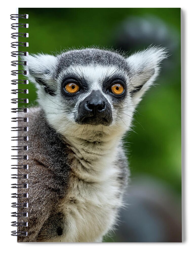Lemur Spiral Notebook featuring the photograph Ring tailed lemur #2 by Kuni Photography