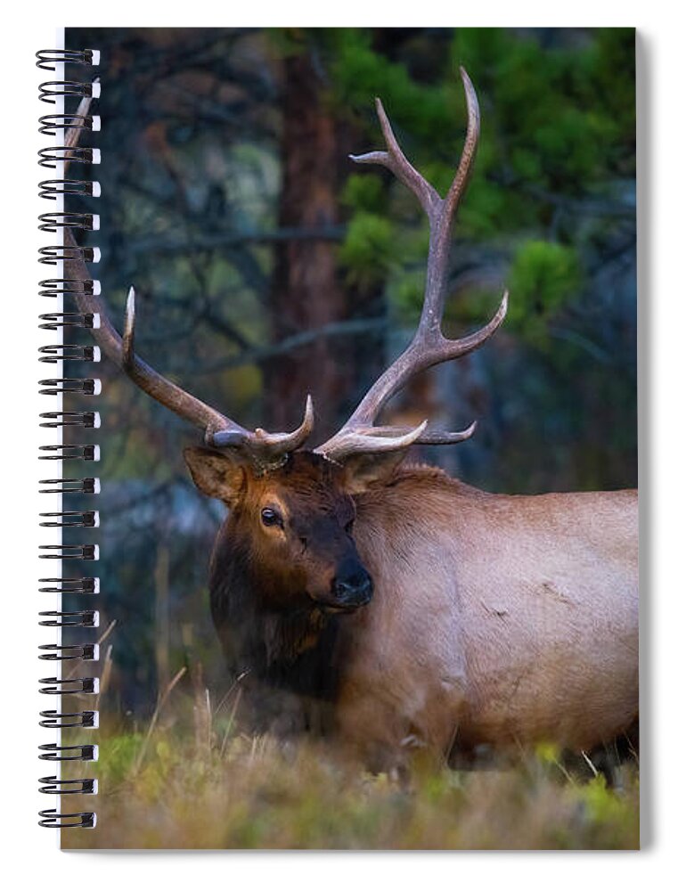 Elk Spiral Notebook featuring the photograph Rocky Mountain Elk #2 by Darren White