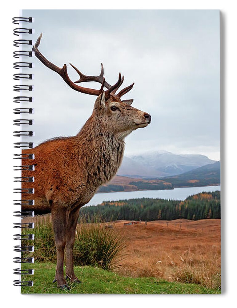 Deer Spiral Notebook featuring the photograph Scottish Red Deer Stag-Glencoe #2 by Grant Glendinning