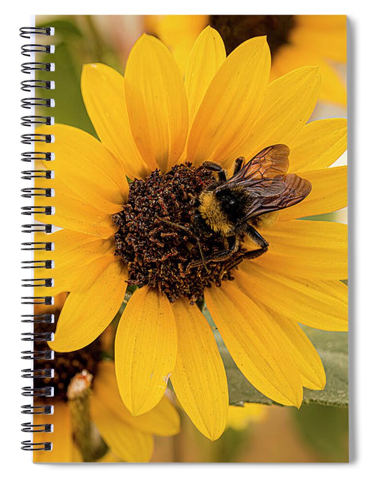  Architectural Spiral Notebook featuring the photograph Sunflower #2 by Lou Novick