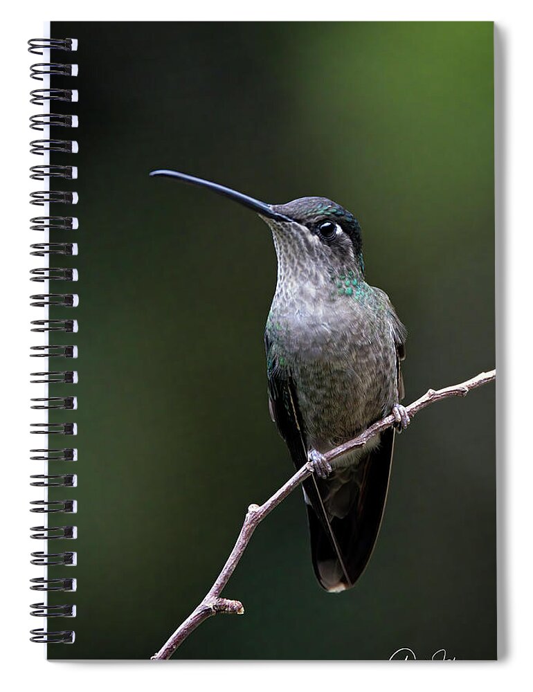 Gary Johnson Spiral Notebook featuring the photograph Talamanca Hummingbird #2 by Gary Johnson