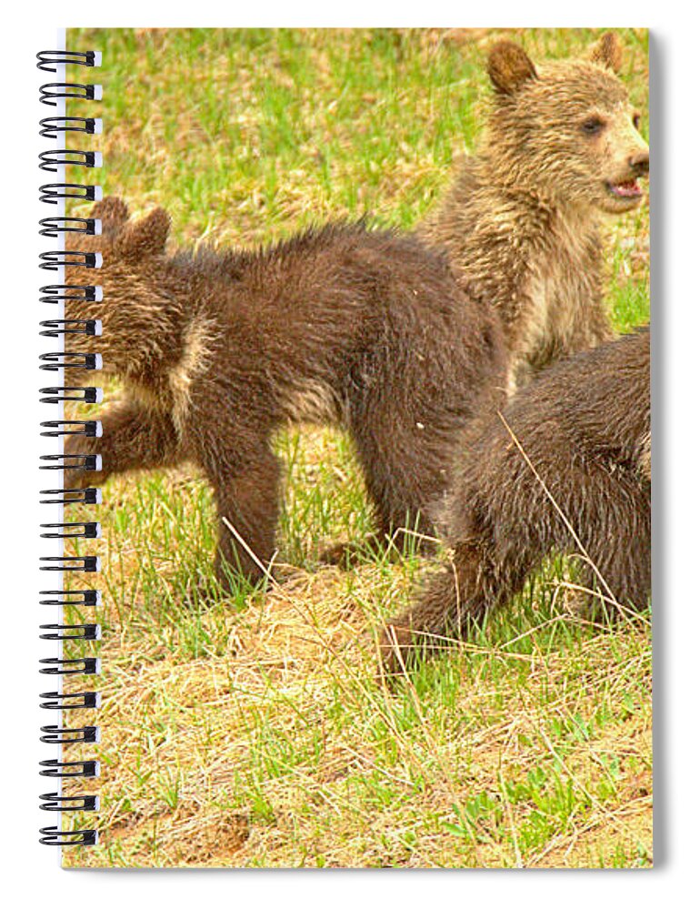 Grizzly Spiral Notebook featuring the photograph Which Way Home by Adam Jewell
