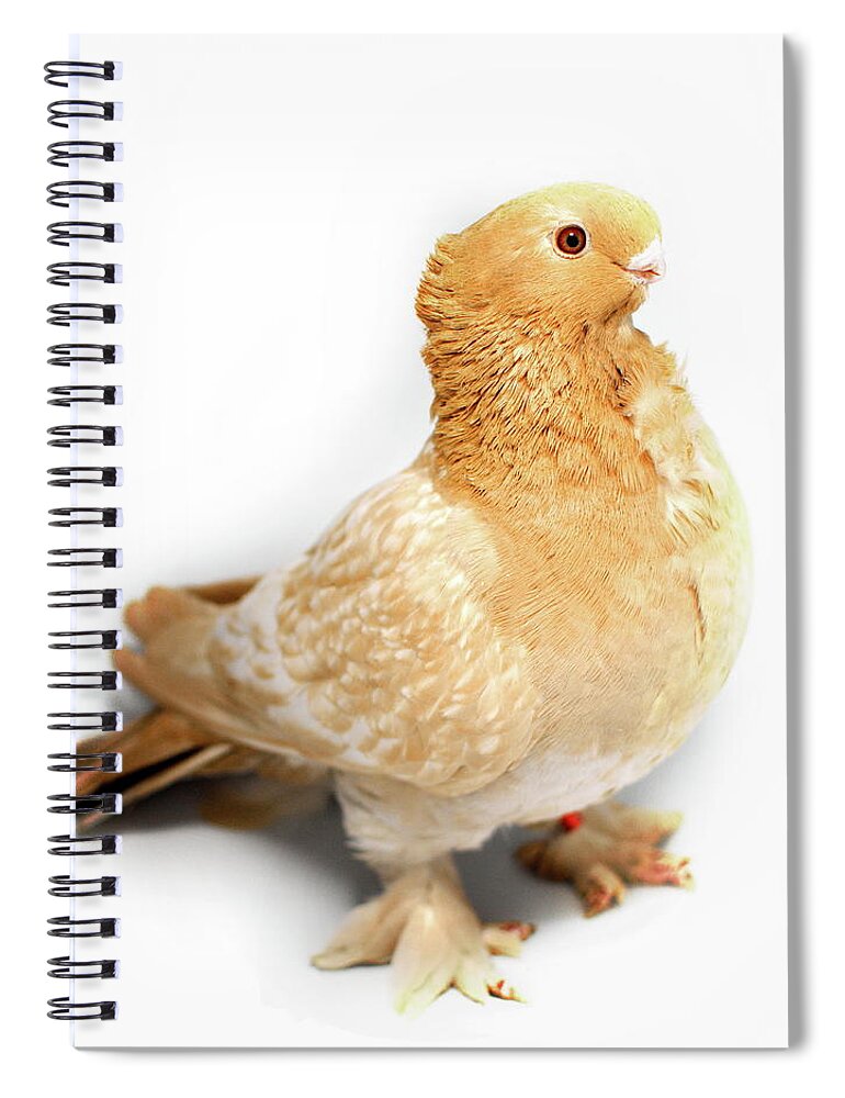 Pigeon Spiral Notebook featuring the photograph Yellow Modern Frill Pigeon #2 by Nathan Abbott