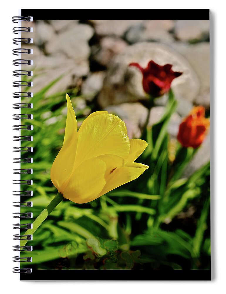 Tulips Spiral Notebook featuring the photograph 2020 Acewood Tulips By the Water 1 by Janis Senungetuk
