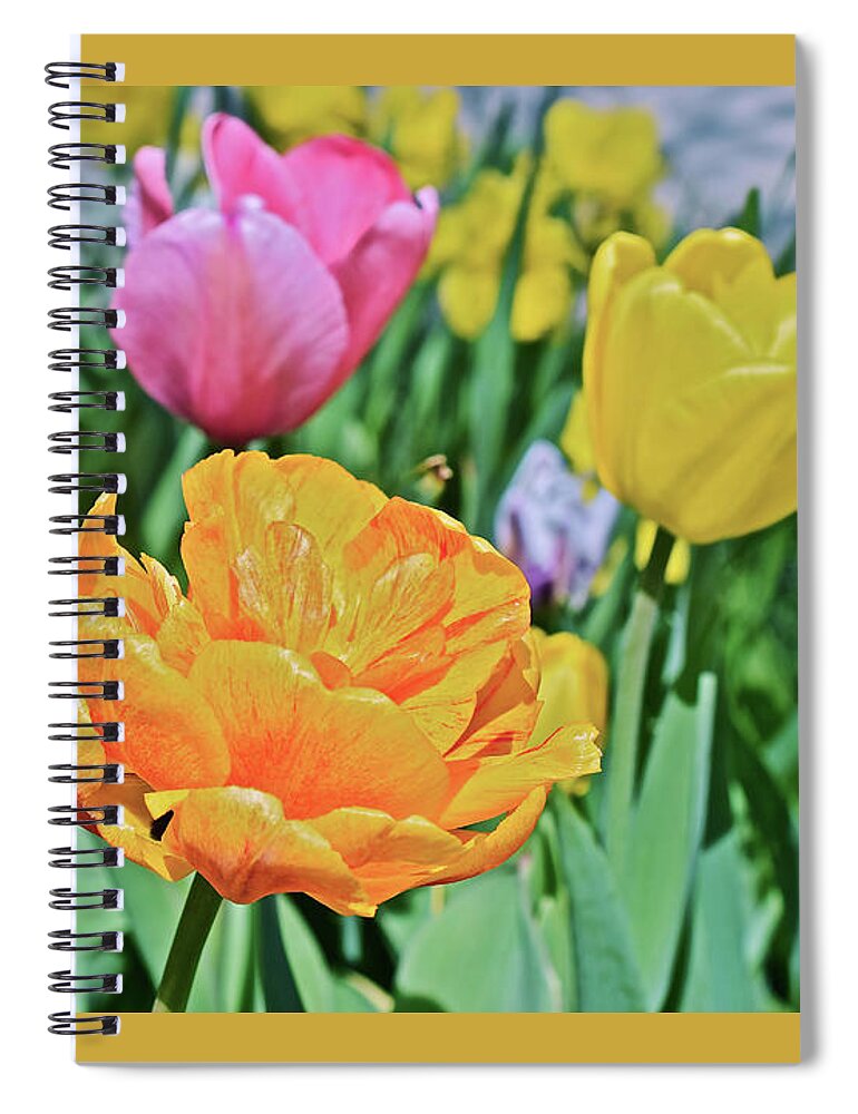 Tulips Spiral Notebook featuring the photograph 2020 Acewood Tulips Front Lawn by Janis Senungetuk