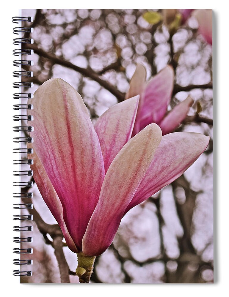 Magnolia Spiral Notebook featuring the photograph 2020 May Day Magnolia Close-up by Janis Senungetuk