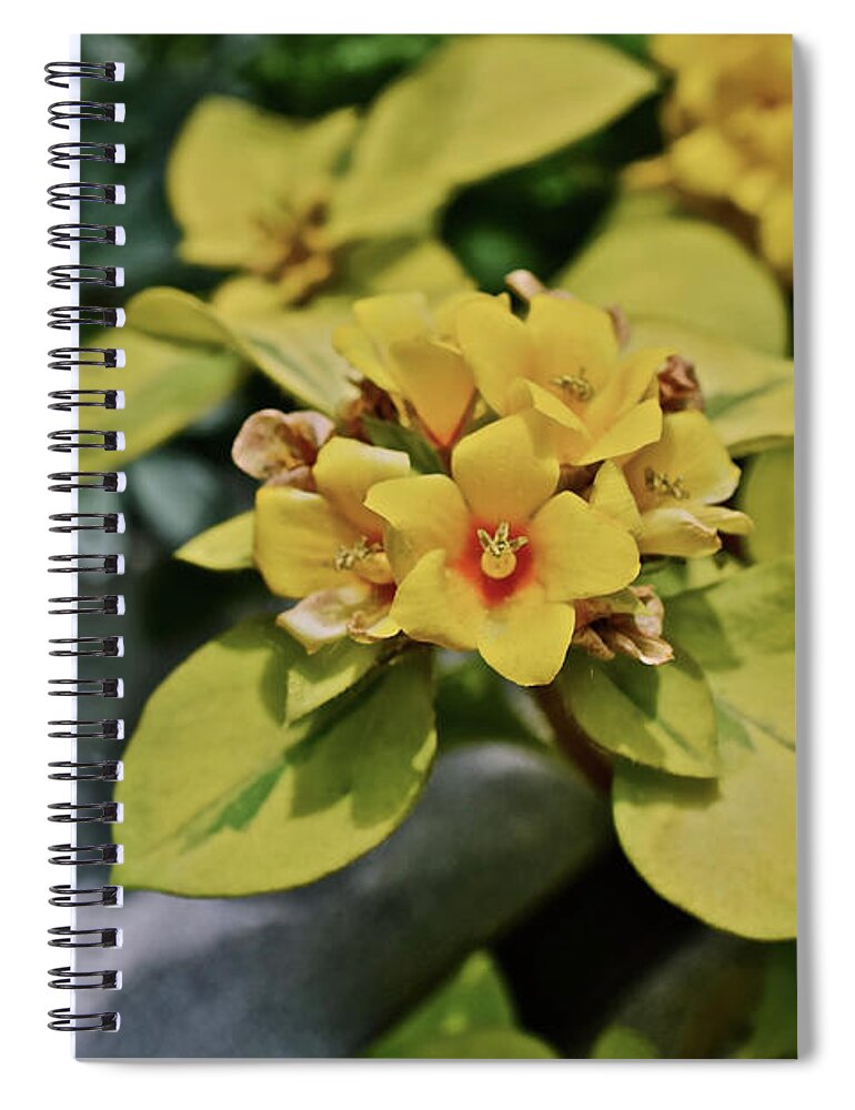 Flowers Spiral Notebook featuring the photograph 2020 Mid June Garden Container 1 by Janis Senungetuk