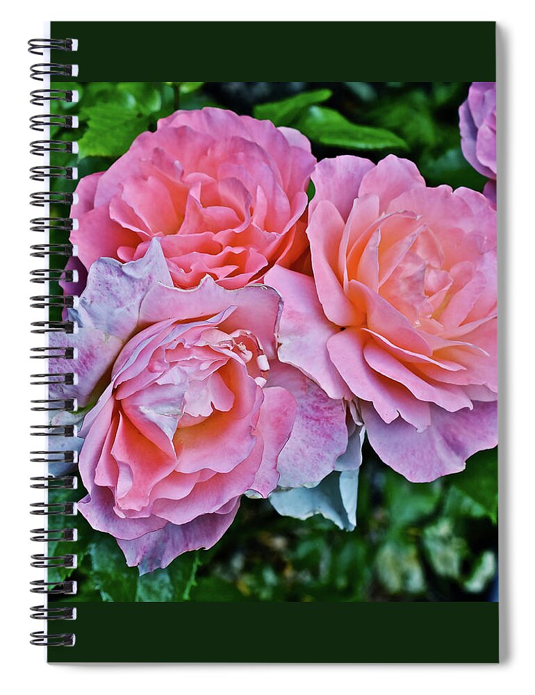 Roses Spiral Notebook featuring the photograph 2020 Mid June Garden Coral Roses 1 by Janis Senungetuk