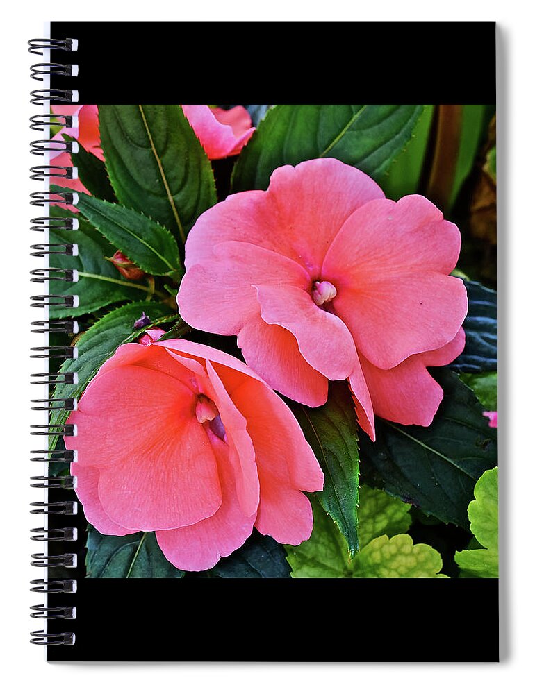 Impatiens Spiral Notebook featuring the photograph 2020 Mid June Garden Impatiens by Janis Senungetuk