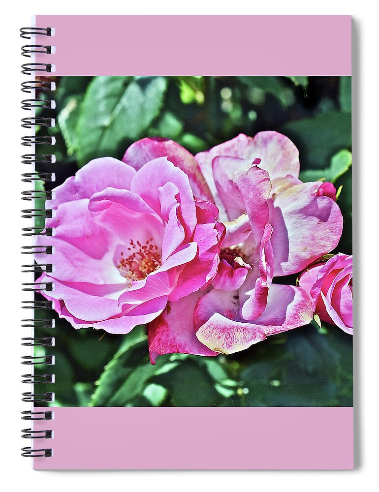 Roses Spiral Notebook featuring the photograph 2020 Mid June Garden Shrub Roses 1 by Janis Senungetuk