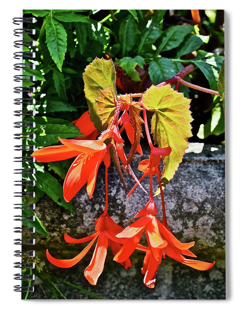 Begonia Spiral Notebook featuring the photograph 2020 Mid June Garden Welcome by Janis Senungetuk