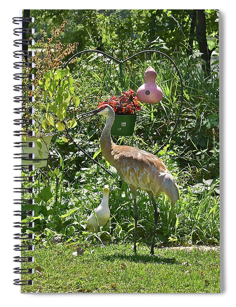 Sandhill Cranes Spiral Notebook featuring the photograph 2021 August Sandhill Crane by Janis Senungetuk
