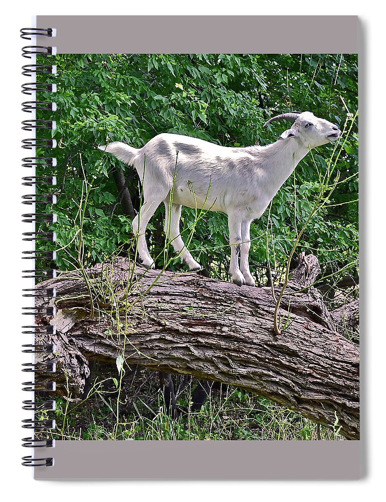 Goat Spiral Notebook featuring the photograph 2021 Backyard Goats 2 by Janis Senungetuk