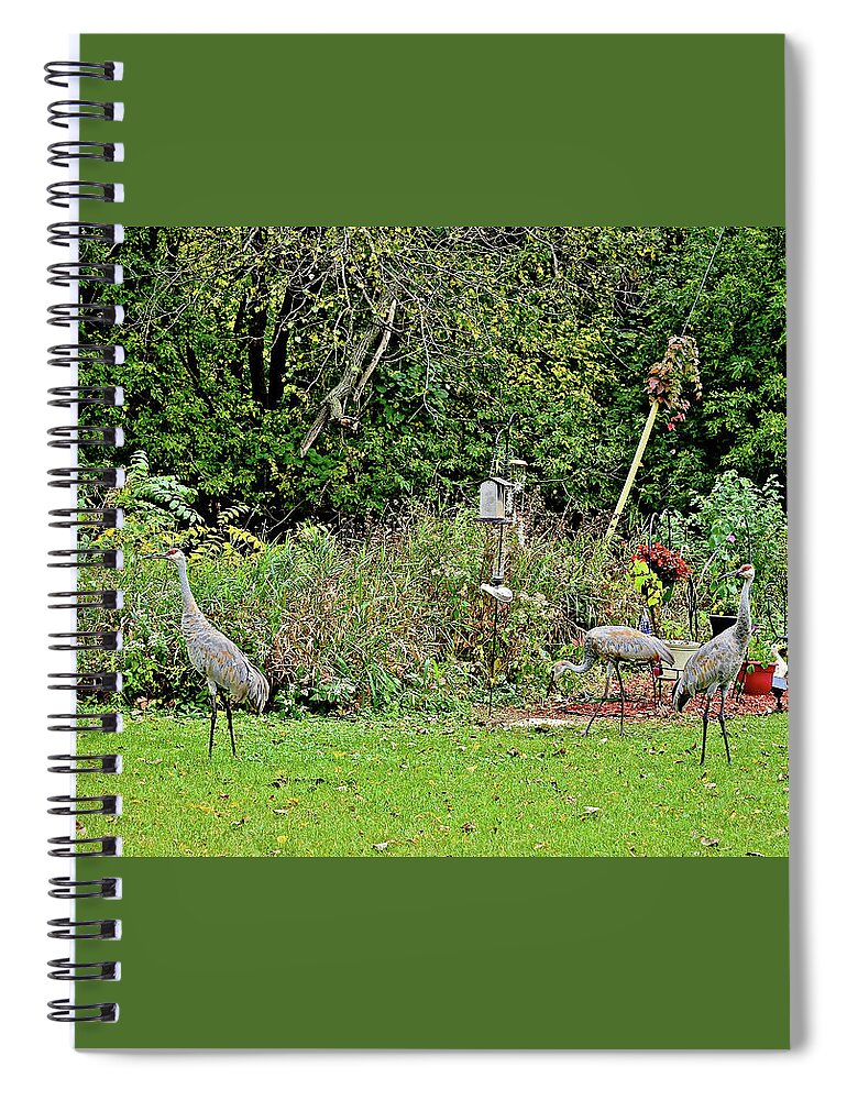 Sandhill Cranes; Backyard; Birds; Spiral Notebook featuring the photograph 2021 Fall Sandhill Cranes 2 by Janis Senungetuk