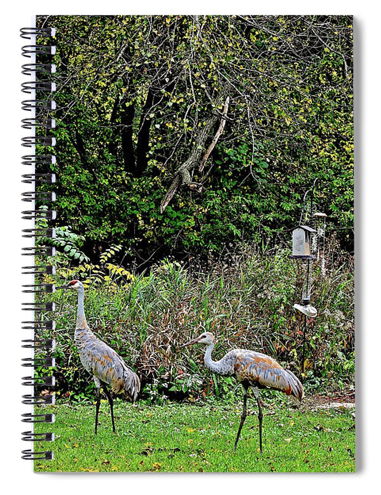 Sandhill Cranes; Backyard; Birds; Spiral Notebook featuring the photograph 2021 Fall Sandhill Cranes 4 by Janis Senungetuk