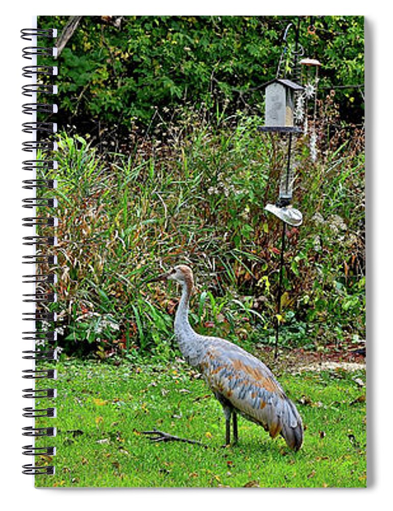 Sandhill Cranes; Birds; Backyard; Spiral Notebook featuring the photograph 2021 Fall Sandhill Cranes 5 by Janis Senungetuk