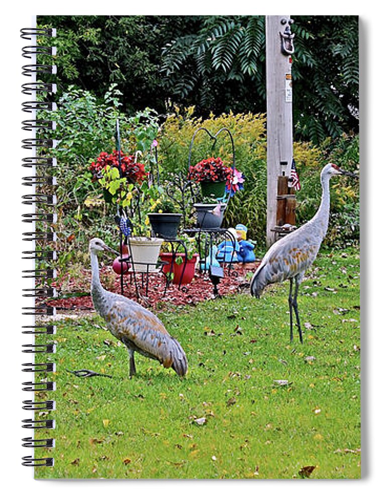 Sandhill Cranes; Birds; Backyard; Spiral Notebook featuring the photograph 2021 Fall Sandhill Cranes 6 by Janis Senungetuk