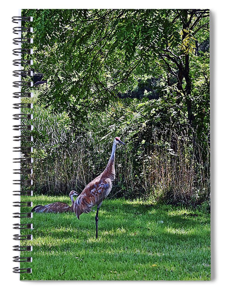 Sandhill Cranes Spiral Notebook featuring the photograph 2021 Sandhill Crane Family 1 by Janis Senungetuk