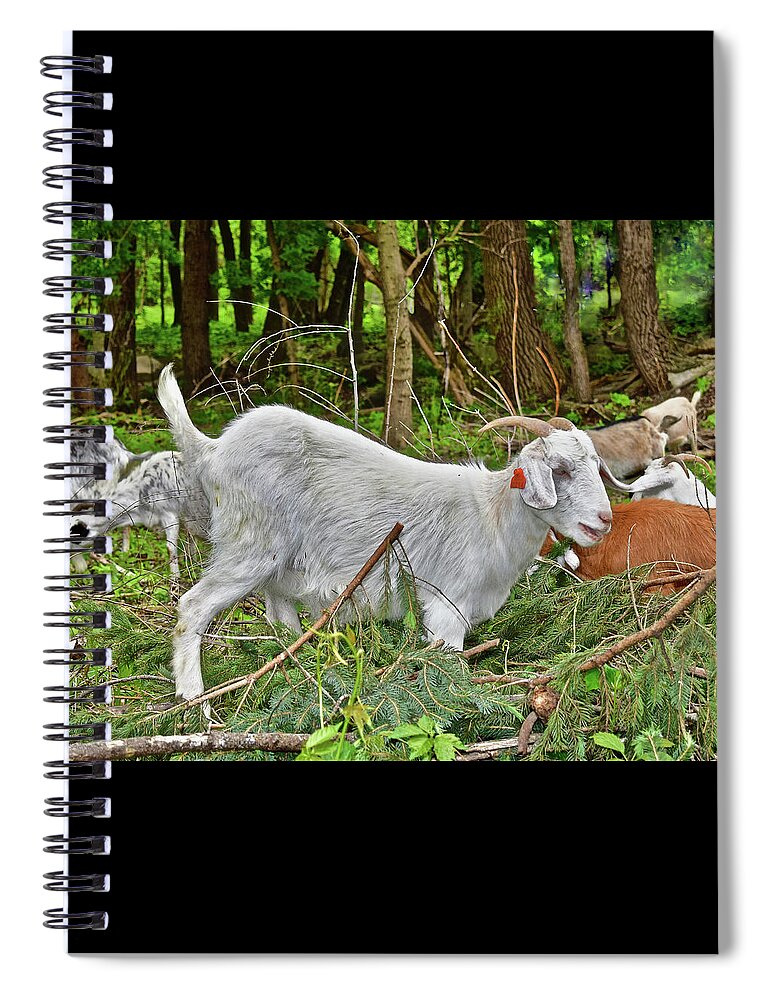 Goats Spiral Notebook featuring the photograph 2022 Acewood Basin Goat Maintenance Crew by Janis Senungetuk