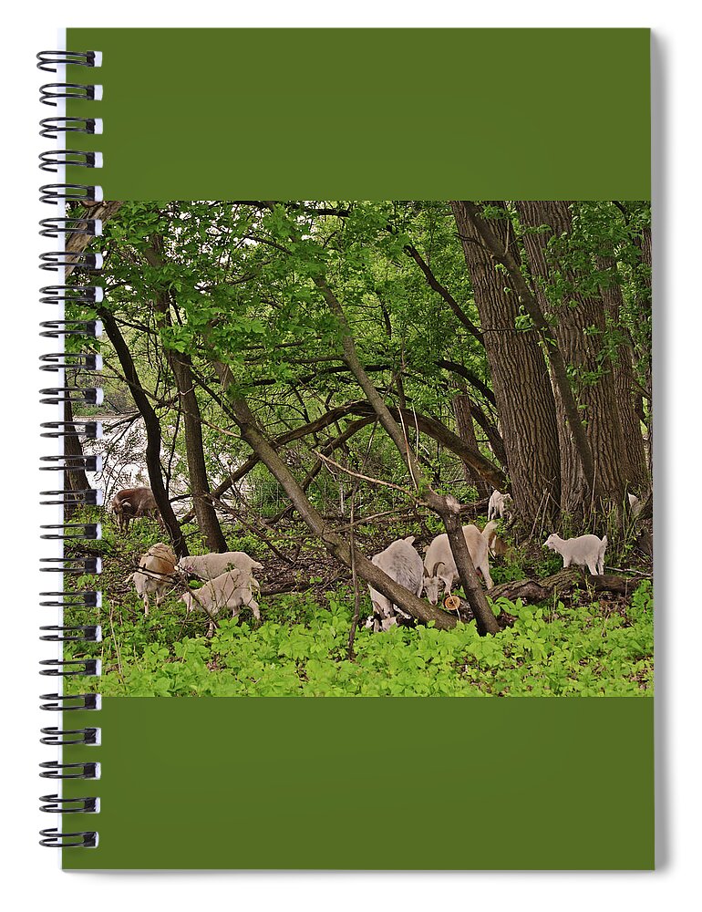 Goats Spiral Notebook featuring the photograph 2022 Acewood Basin Landscape with Goats by Janis Senungetuk