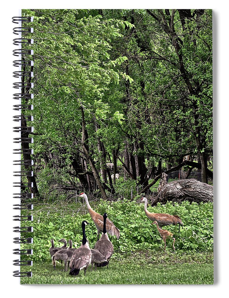 Sandhill Cranes Spiral Notebook featuring the photograph 2022 Busy Afternoon at the Basin by Janis Senungetuk