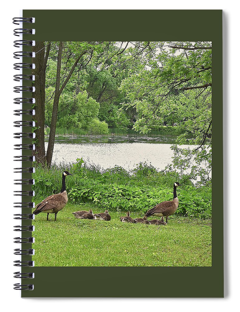 Canadian Geese Spiral Notebook featuring the photograph 2022 Geese and Goslings Visiting the Basin by Janis Senungetuk