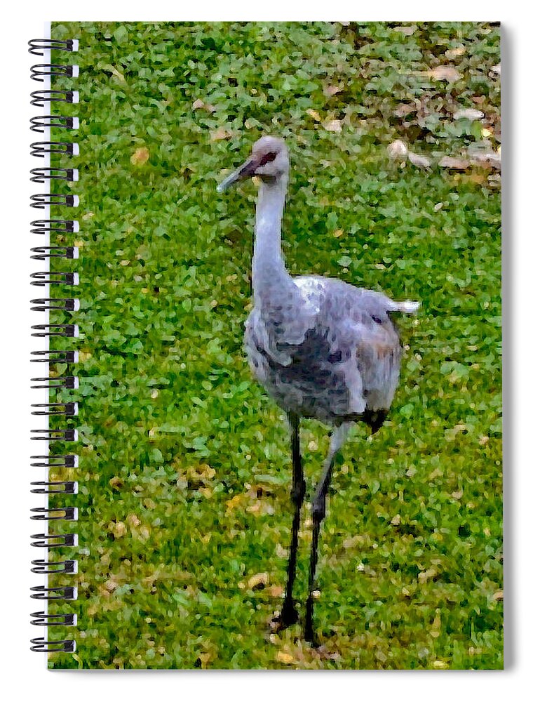 Sandhill Crane Spiral Notebook featuring the photograph 2022 Mid-October at Acewood Basin Colt by Janis Senungetuk