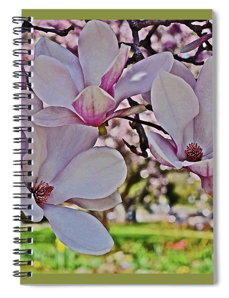 Magnolia Spiral Notebook featuring the photograph 2022 Vernon Magnolia 1 by Janis Senungetuk