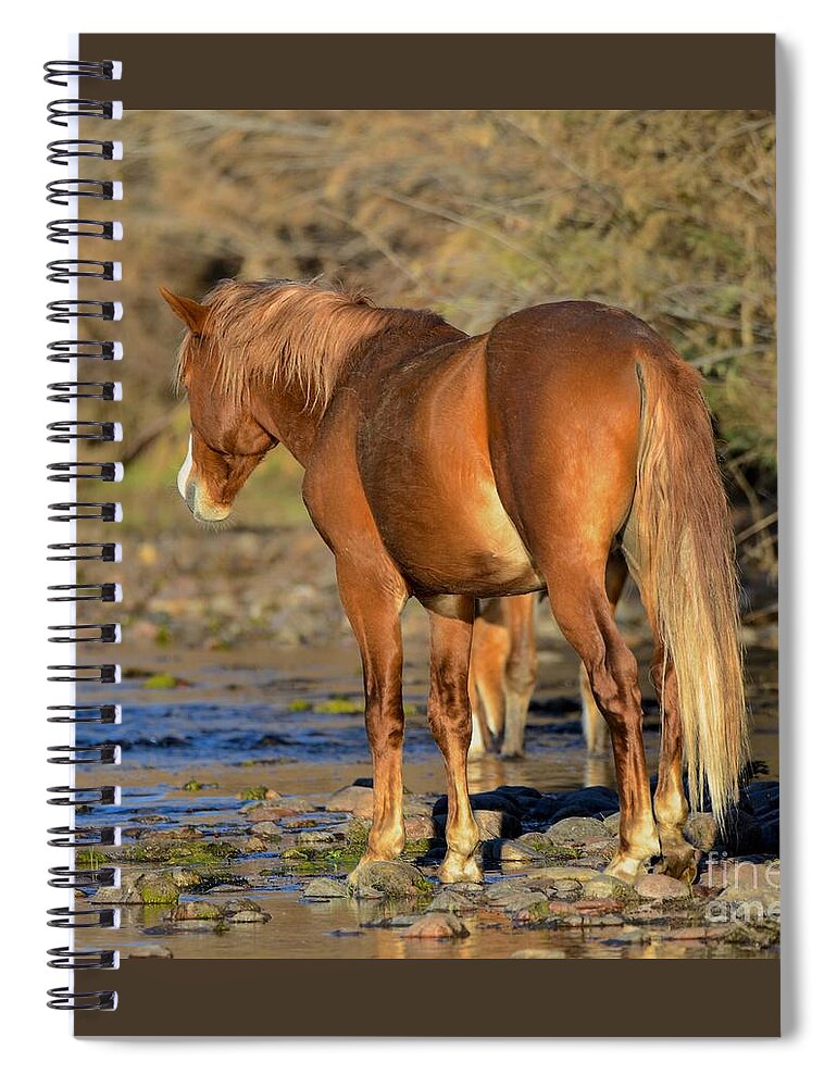 Salt River Wild Horse Spiral Notebook featuring the digital art Salt River Wild Horse #26 by Tammy Keyes