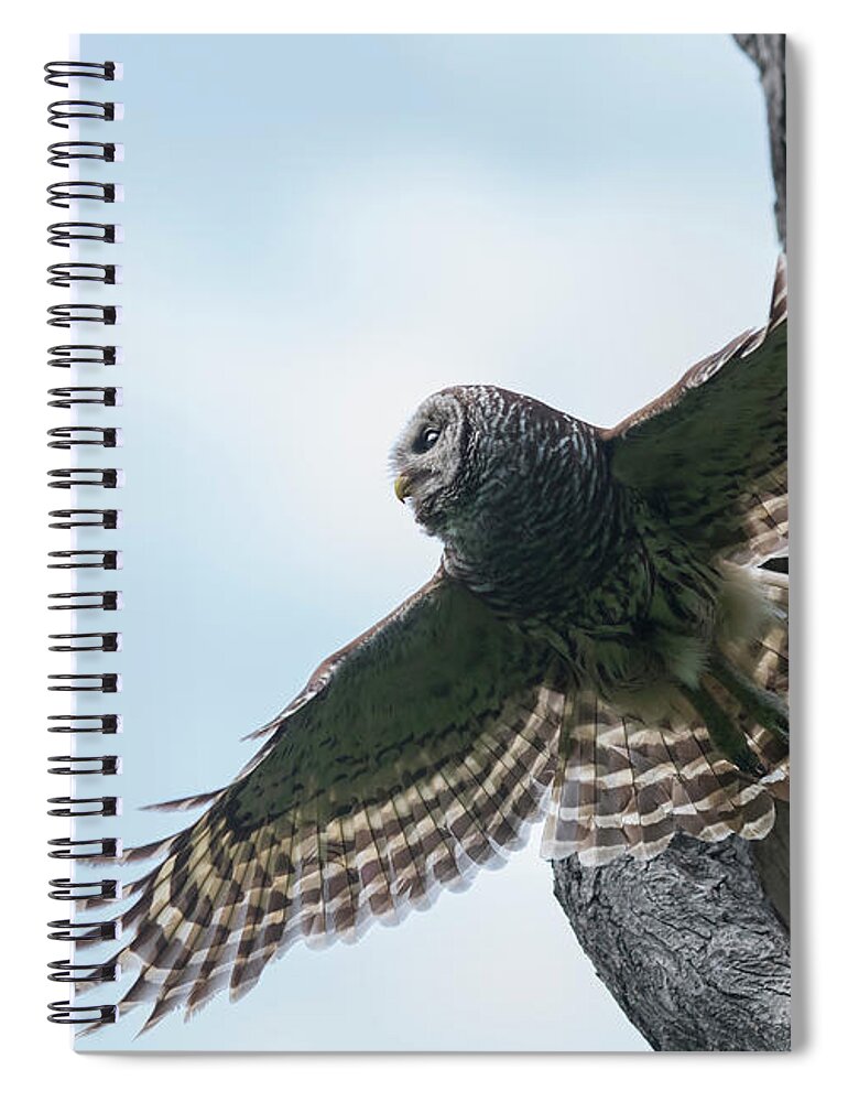 Cute Owlet Spiral Notebook featuring the photograph Spreading My Wings by Puttaswamy Ravishankar