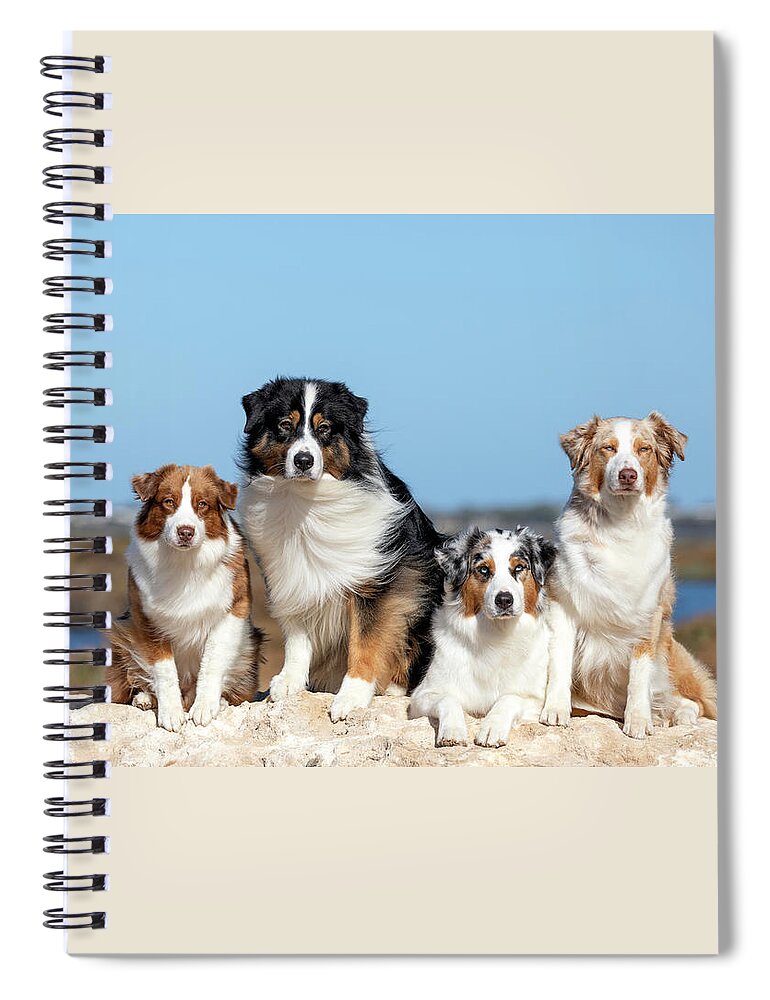 Australian Shepherd Spiral Notebook featuring the photograph Australian Shepherds #4 by Diana Andersen