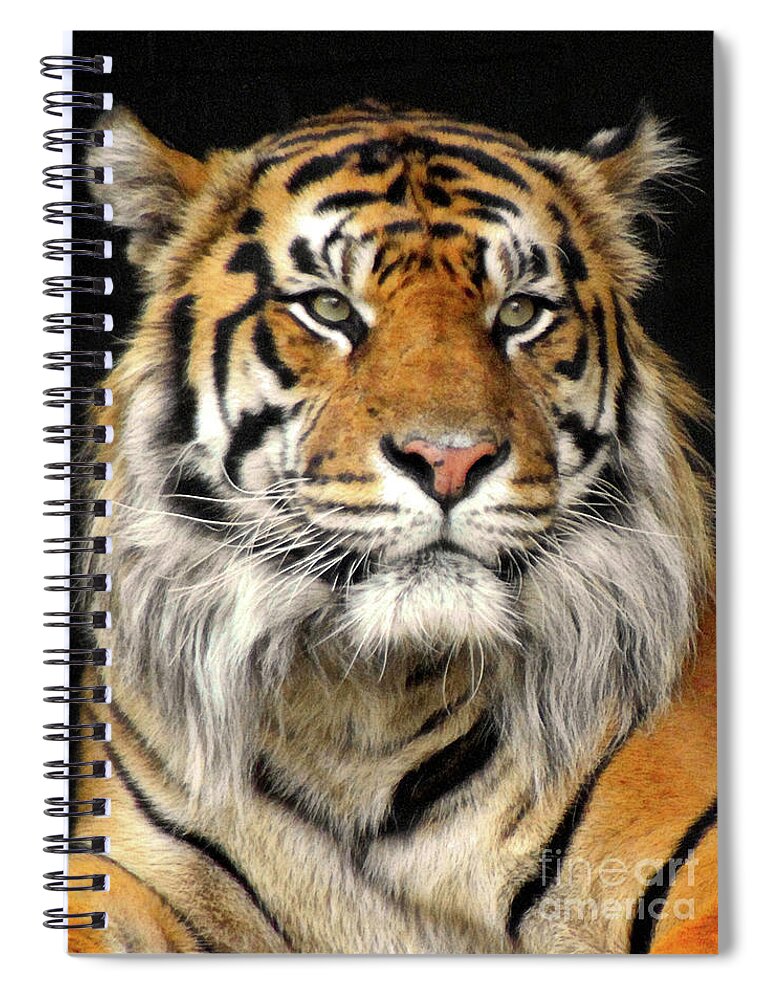 Bengal Spiral Notebook featuring the photograph Bengal Tiger #3 by Doc Braham