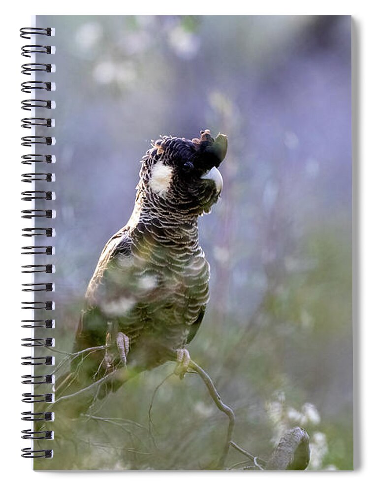 Carnaby's Black Cockatoo Spiral Notebook featuring the photograph Carnaby's Black Cockatoo Hen #3 by Diana Andersen