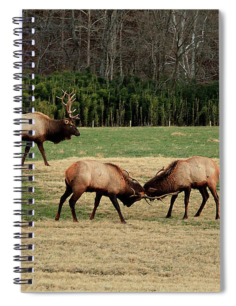 Elk Spiral Notebook featuring the photograph 3 Elk by William Rainey
