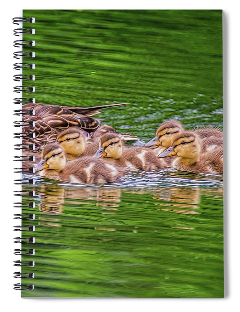 Ducklings Spiral Notebook featuring the photograph Family Outing by Cathy Kovarik