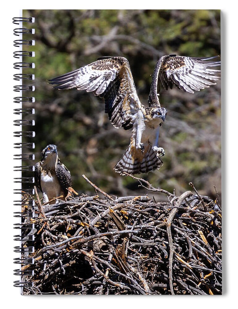 Osprey Spiral Notebook featuring the photograph Flying Osprey #3 by Steven Krull