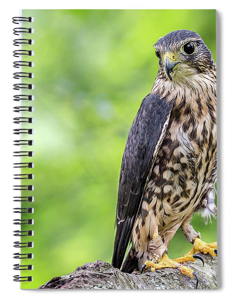 Raptors Hawk Spiral Notebook featuring the photograph Hawk #3 by Robert Miller