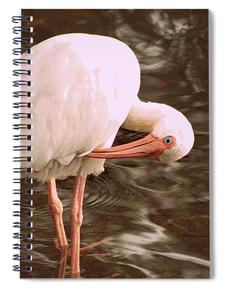 Ibis Spiral Notebook featuring the photograph Ibis #3 by Hilda Wagner