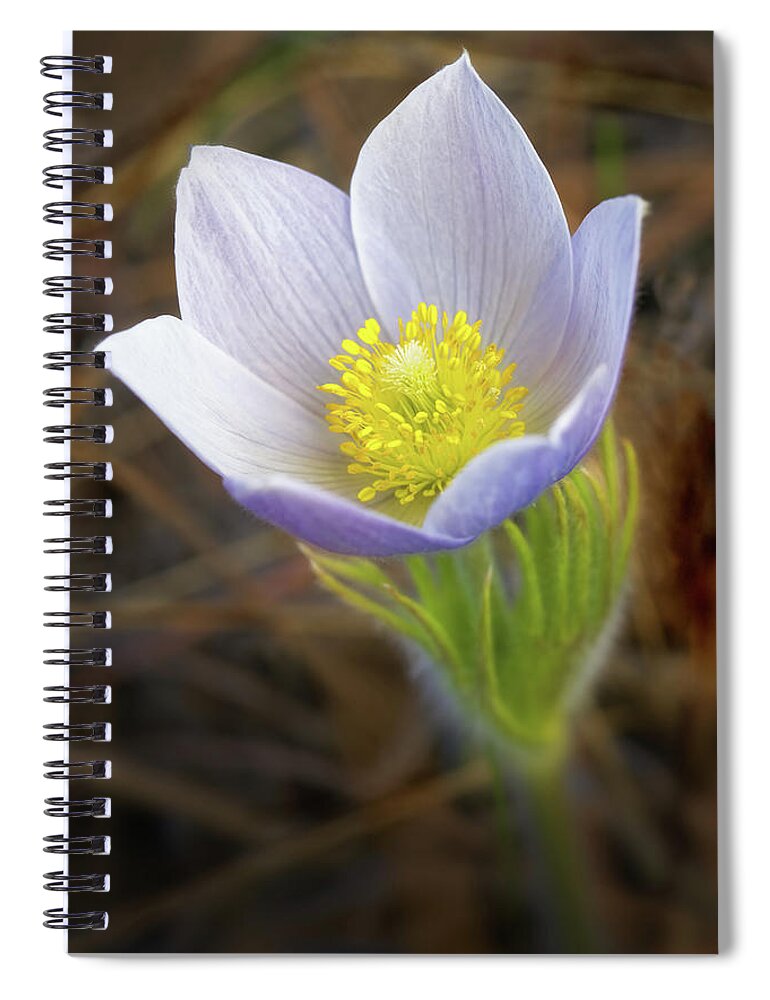 Pasque Flower Spiral Notebook featuring the photograph Pasque Flower #3 by Bob Falcone