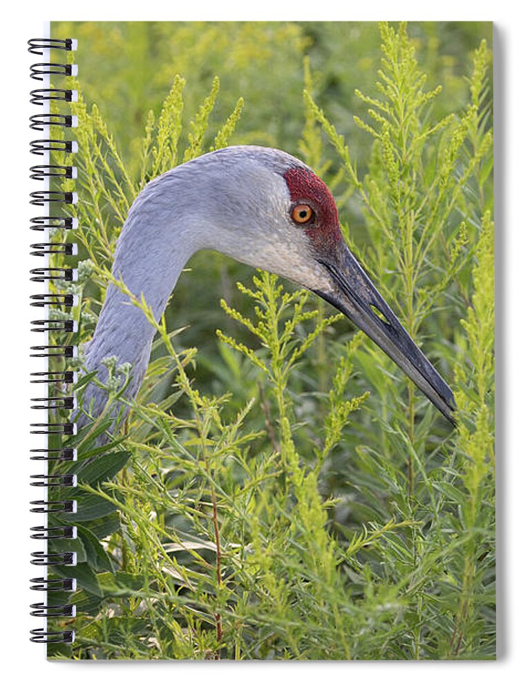 Sandhill Crane Spiral Notebook featuring the photograph Sandhill Crane by Jeannette Hunt
