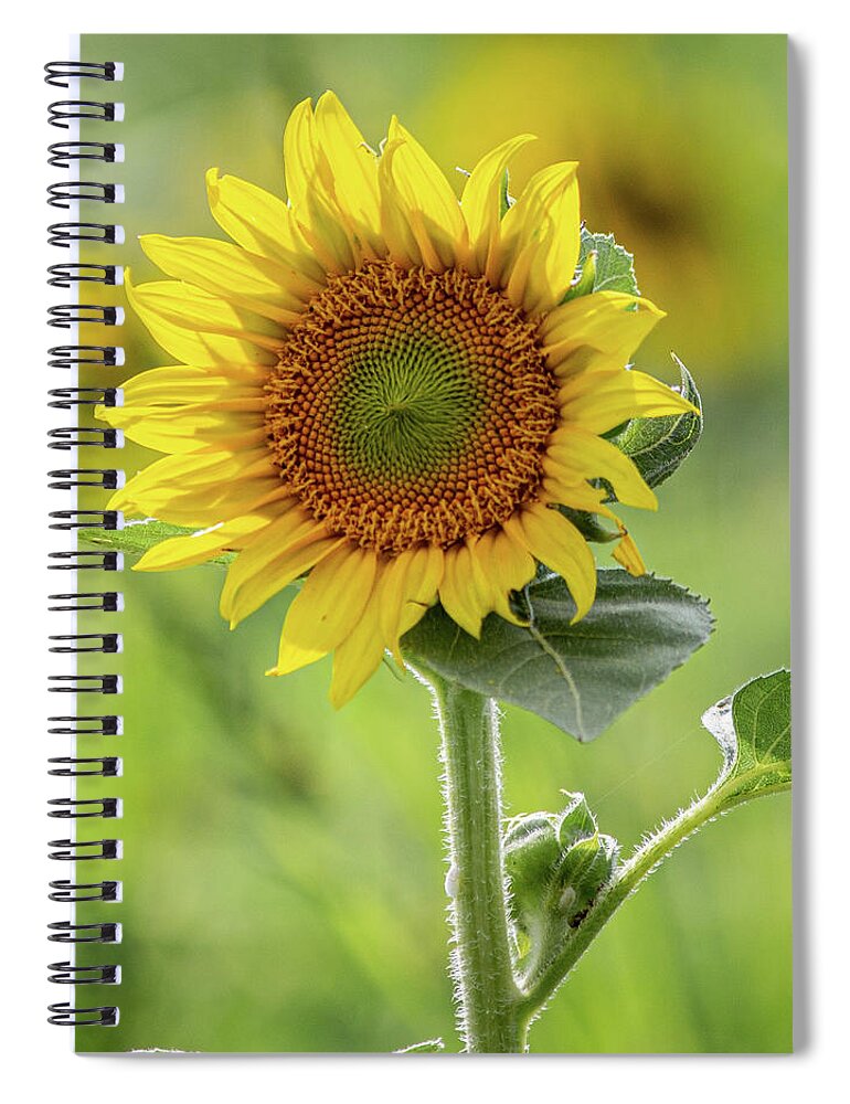 Farm Spiral Notebook featuring the photograph Sunflower #4 by Randy Bayne