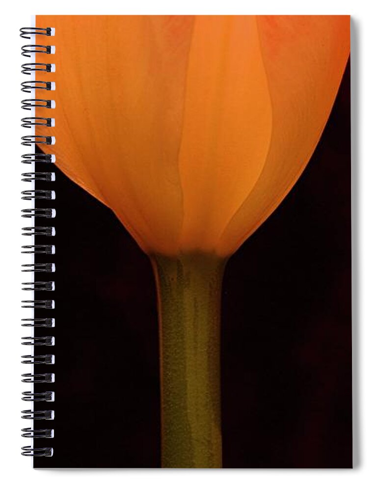 Macro Spiral Notebook featuring the photograph 3 Tulips by Julie Powell