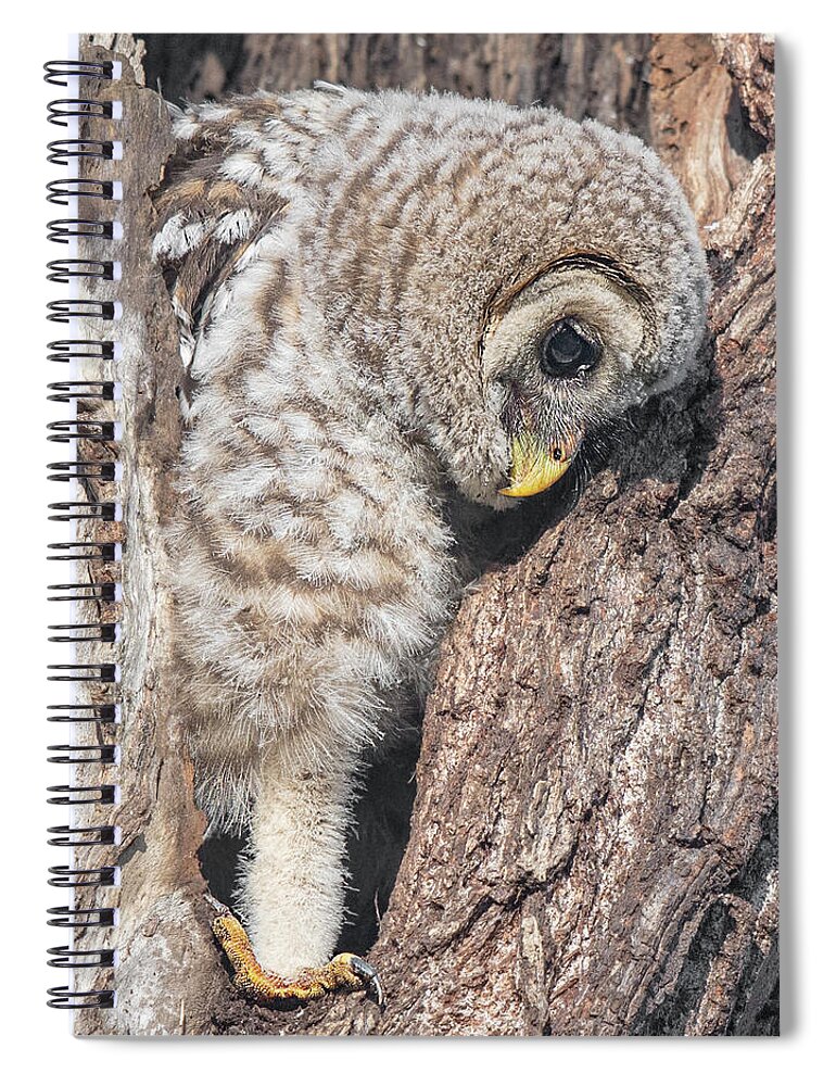 Baby Barred Owls Spiral Notebook featuring the photograph All Systems Go - Initiating Fledging Sequence by Puttaswamy Ravishankar